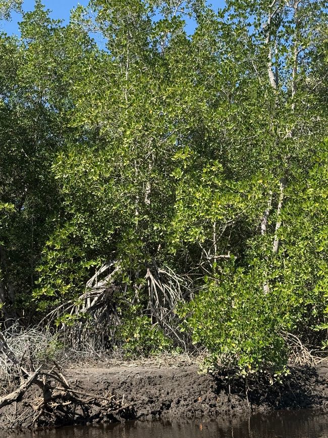 BLOG 20: Nicaragua - Costa del Pacífico y Bosque de Manglares