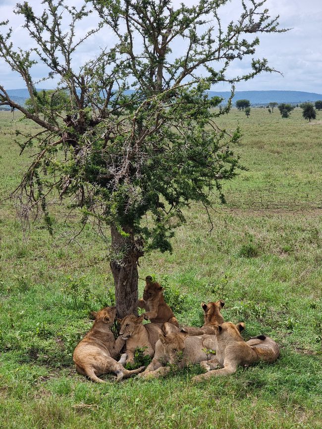 Tansania - Tag 6: Serengeti Nationalpark