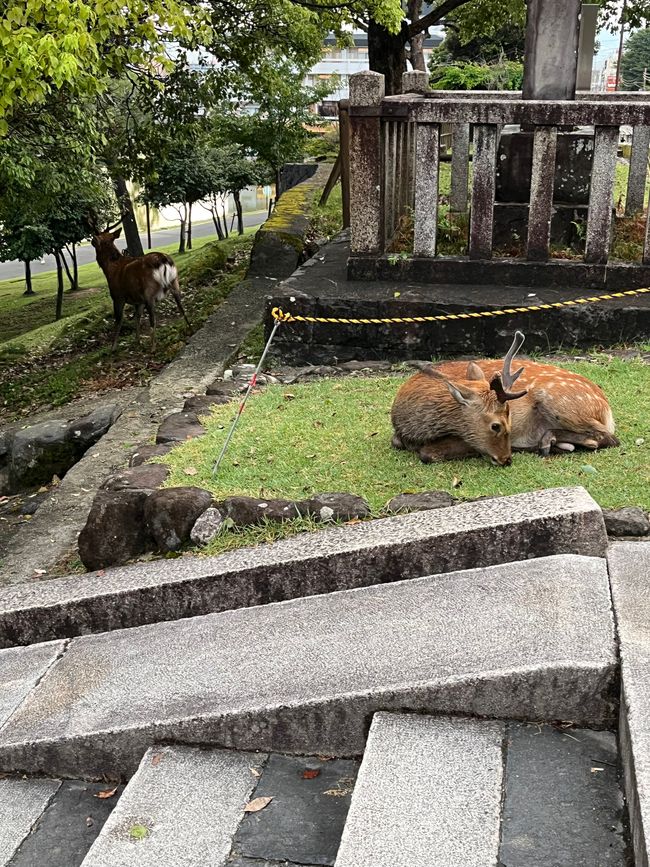 Nara y Nagoya