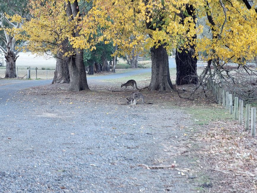 Hahndorf - Halls Gap