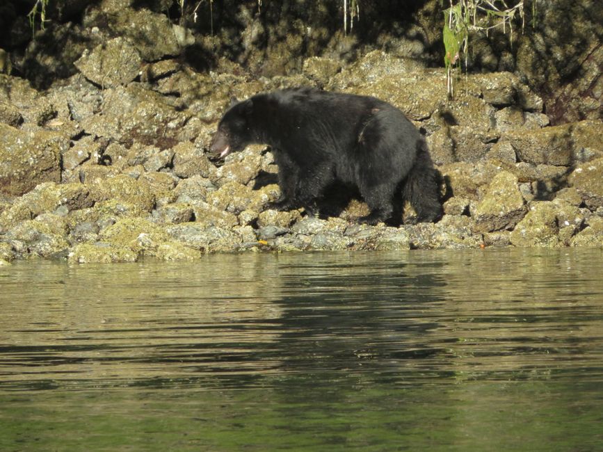 Bear Watching - altes Männchen