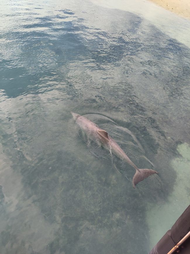 Dolphin during feeding