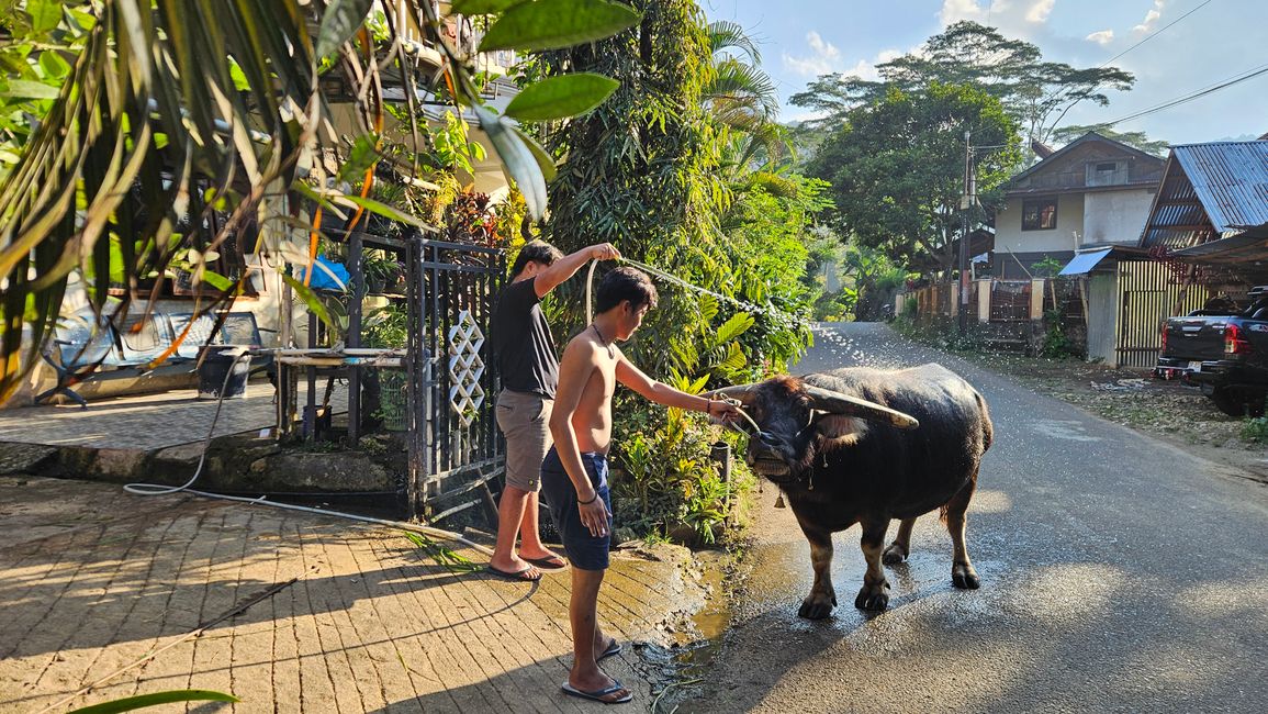 Tana Toraja