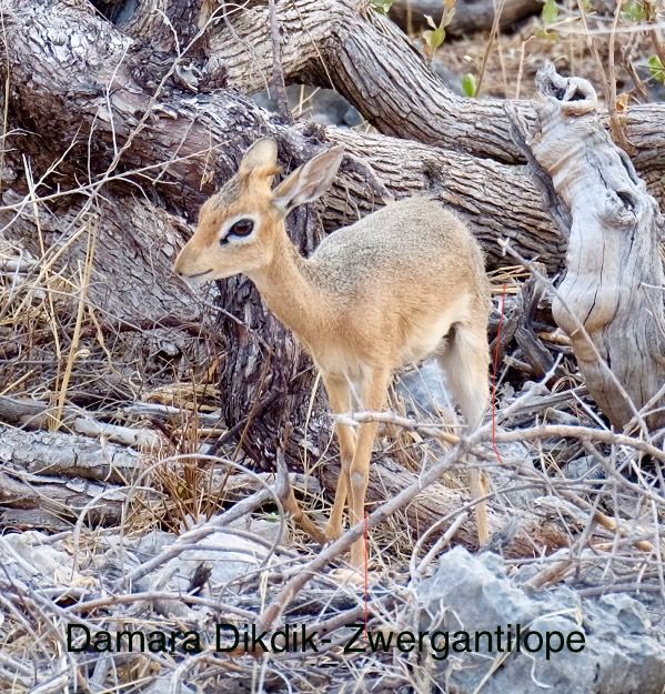 Etosha - Día de los Gatos