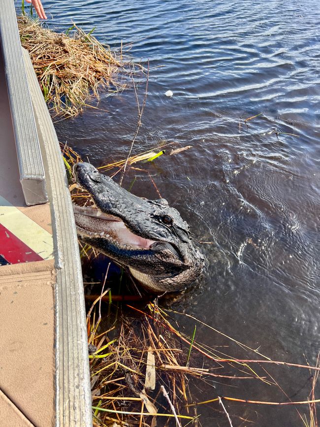 Tag 375 - Airboat-Tour @ Everglades