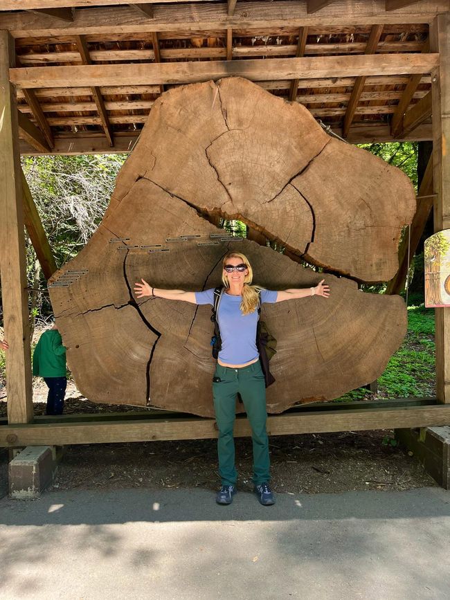 Giant Redwood Forest