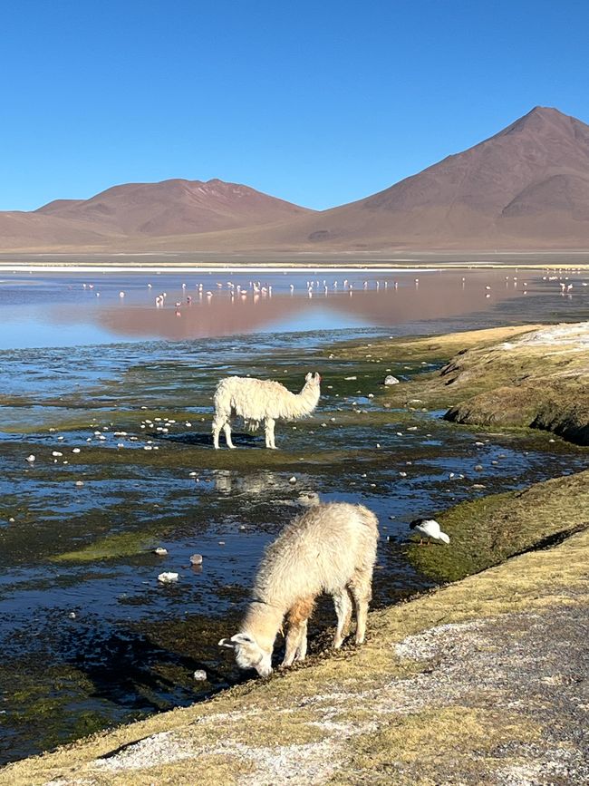 Salar de Uyuni