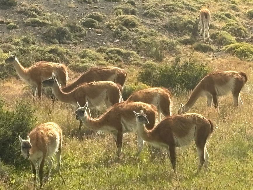 Guanako