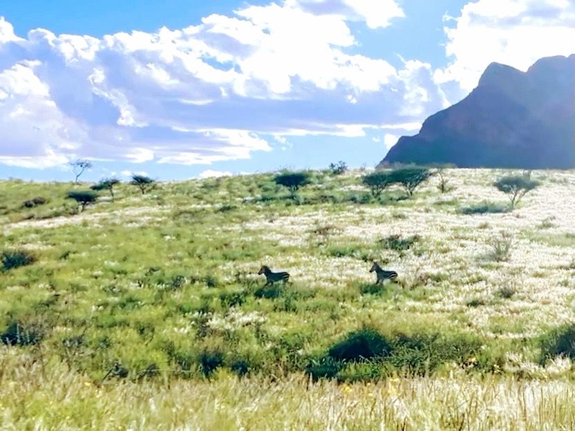 Caminatas con cebras de montaña