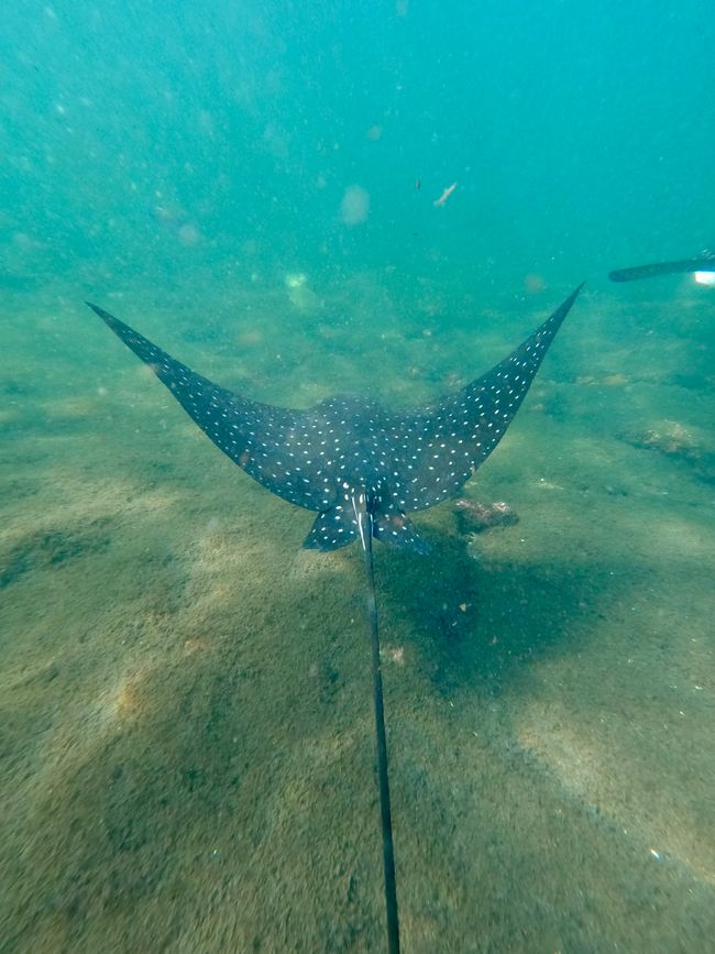 Isabela (Galápagos)