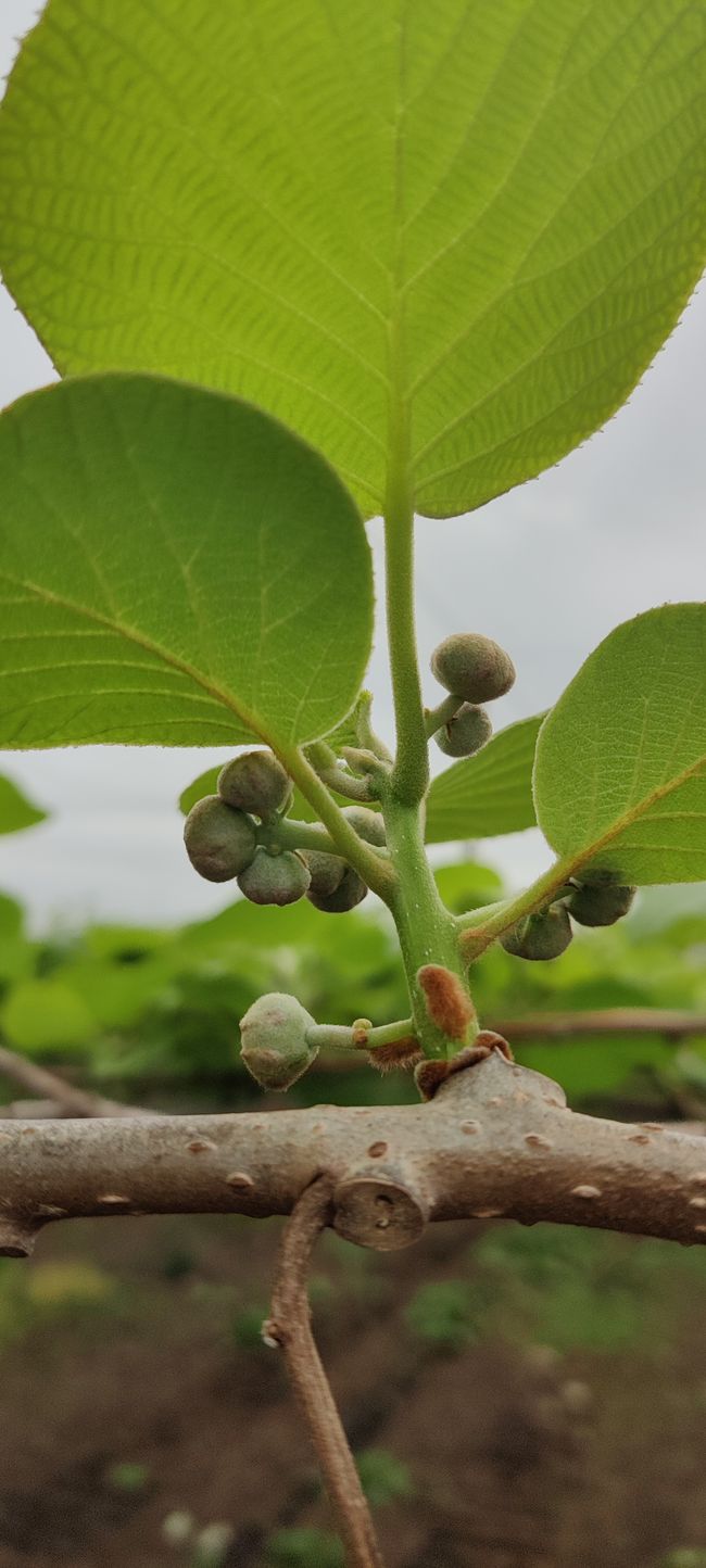 Knospen vor dem zupfen