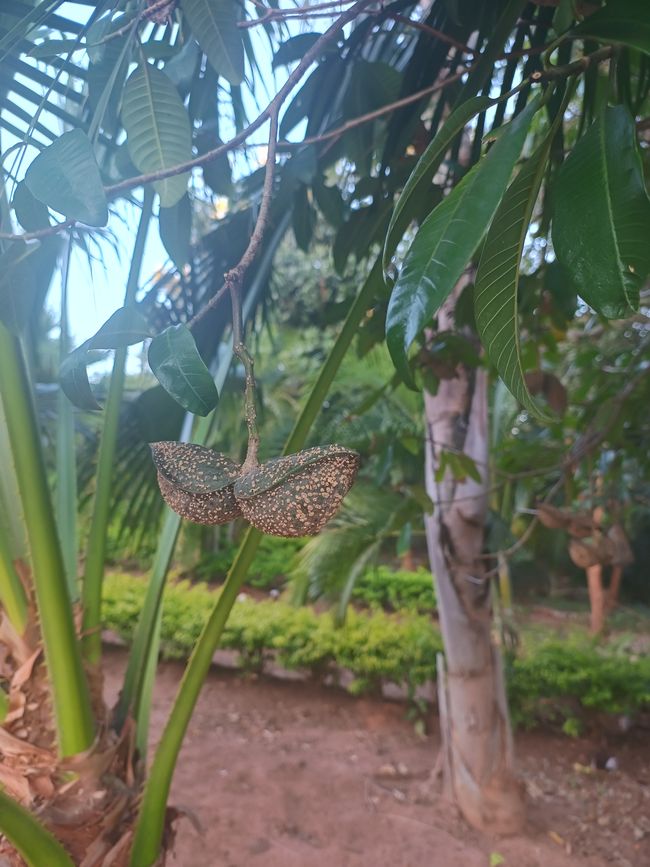 Botanischer Garten in Gondola