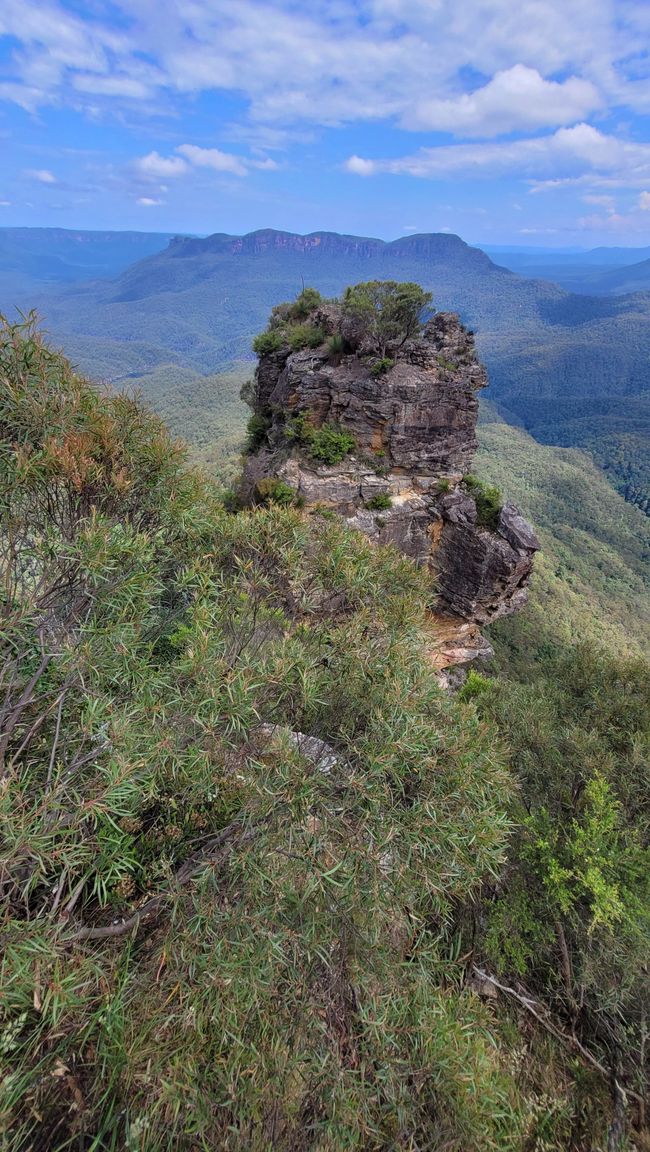Blue Mountains – Eukalyptusbäume locken nicht nur Koalas an