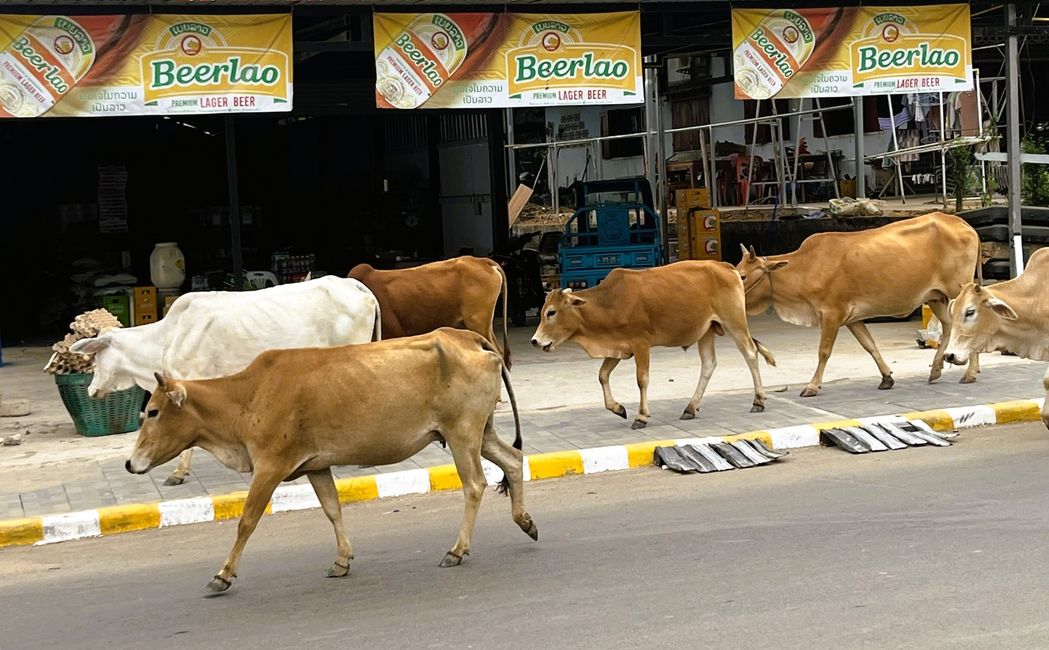 Rinderherde in der Strasse