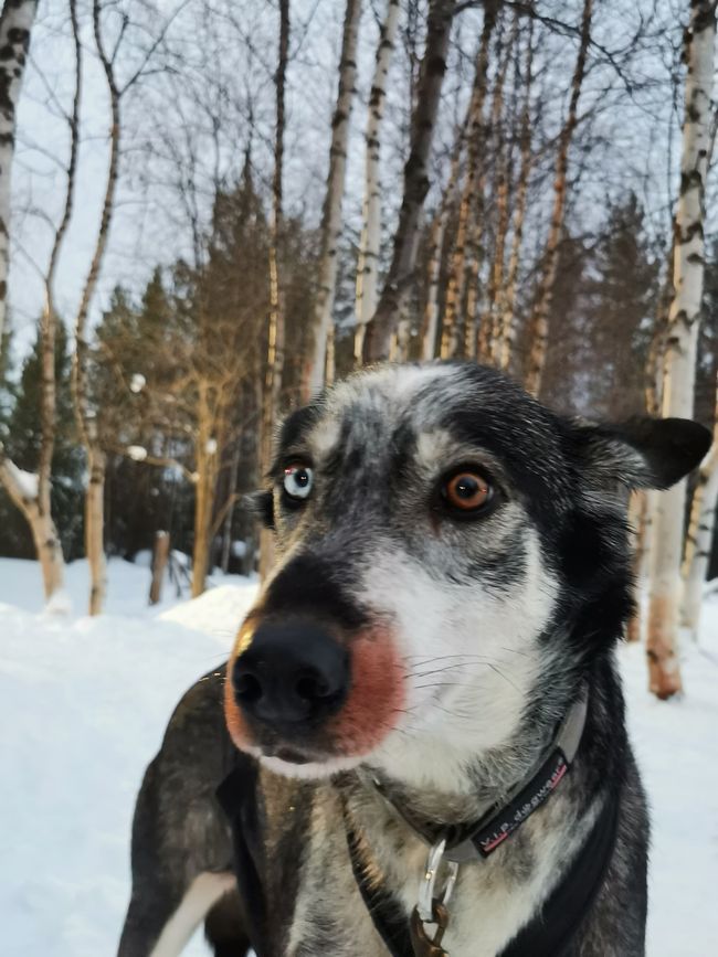 😱🐕