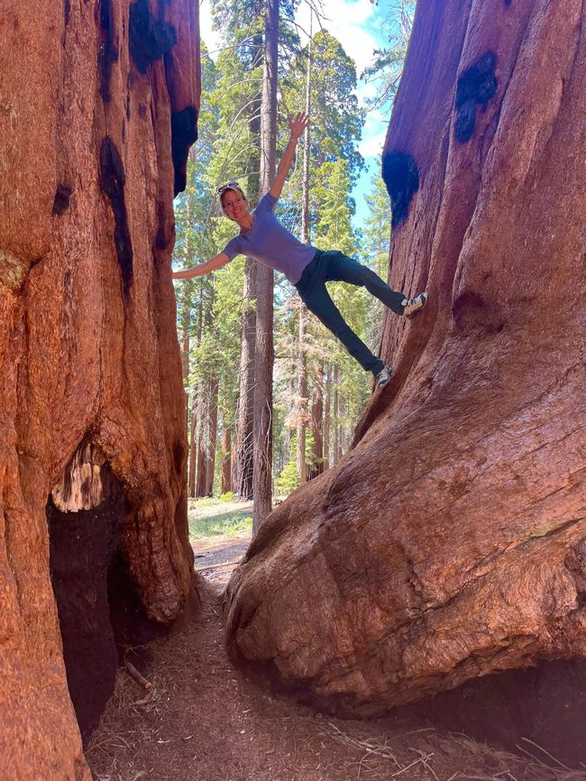 Giganteschi giganti nella Sequoia