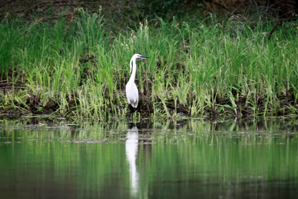 Der Silberreiher