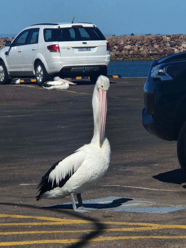 Pelikan im Hafen von Whyalla