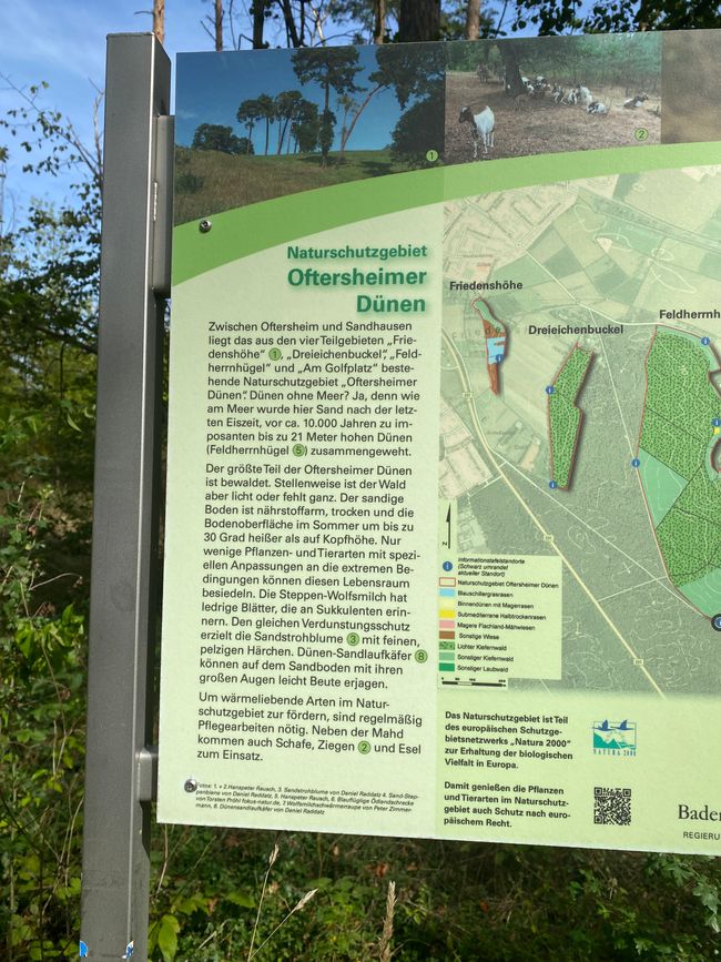 Für Nordlichter ungewöhnlich - die Oftersheimer Dünen sind 22 Meter hoch -