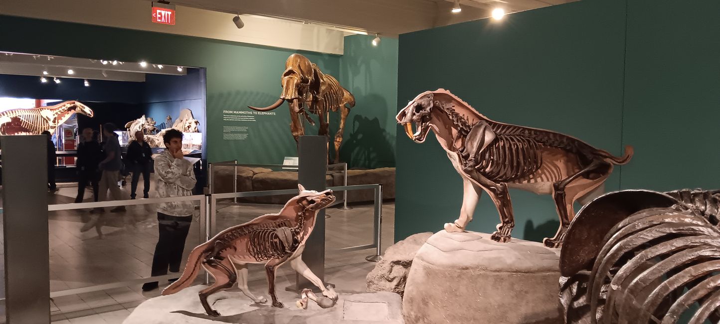 Museum of natural history I