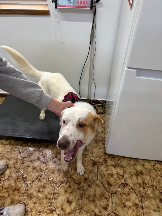 Perché i cani sono migliori degli esseri umani