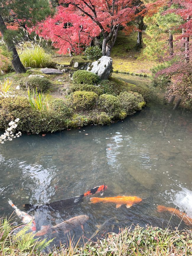 Koi