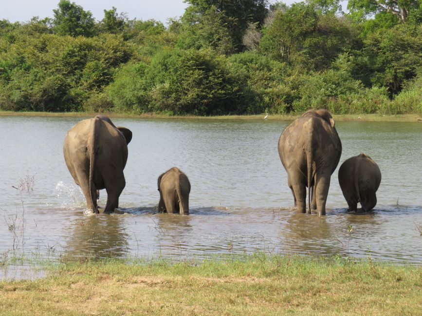 Udawalawa - Safari avec des éléphants