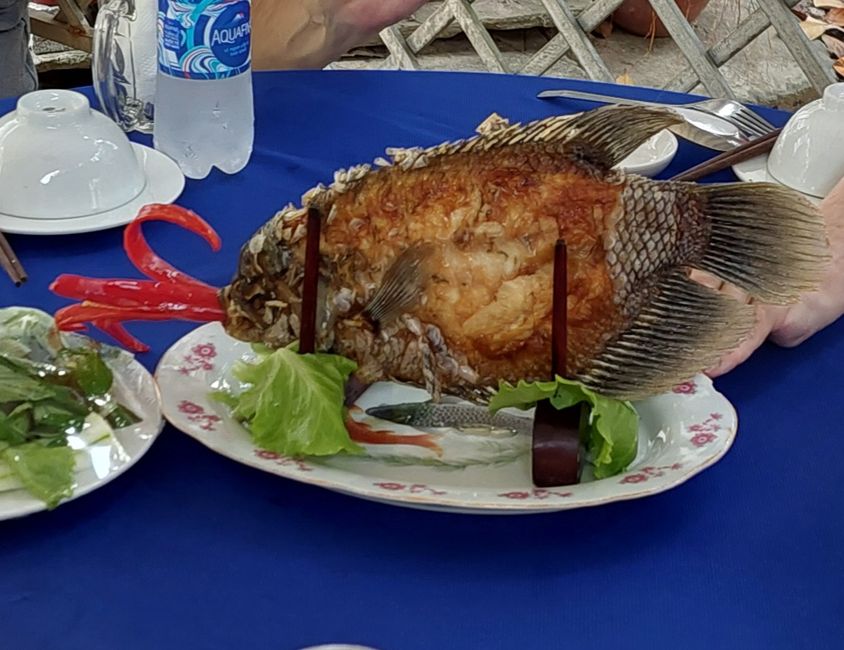 Gegrillter Elefantenohrfisch