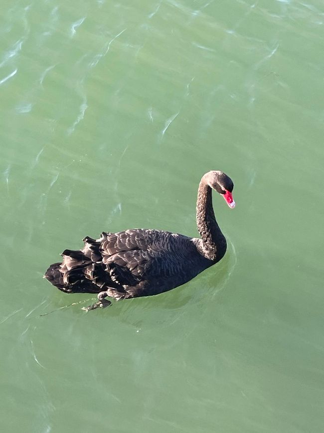 schwarzer Schwan