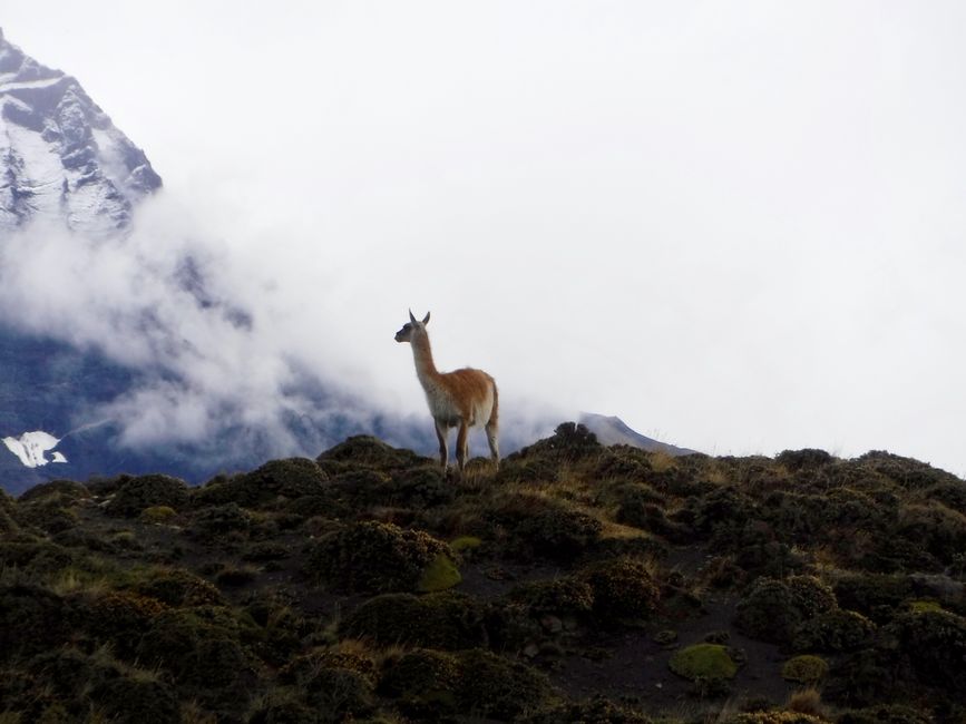 Torres del Paine