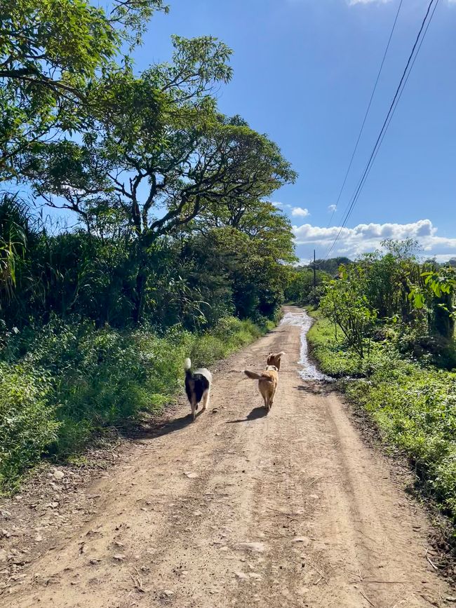 Spaziergang mit Begleitung