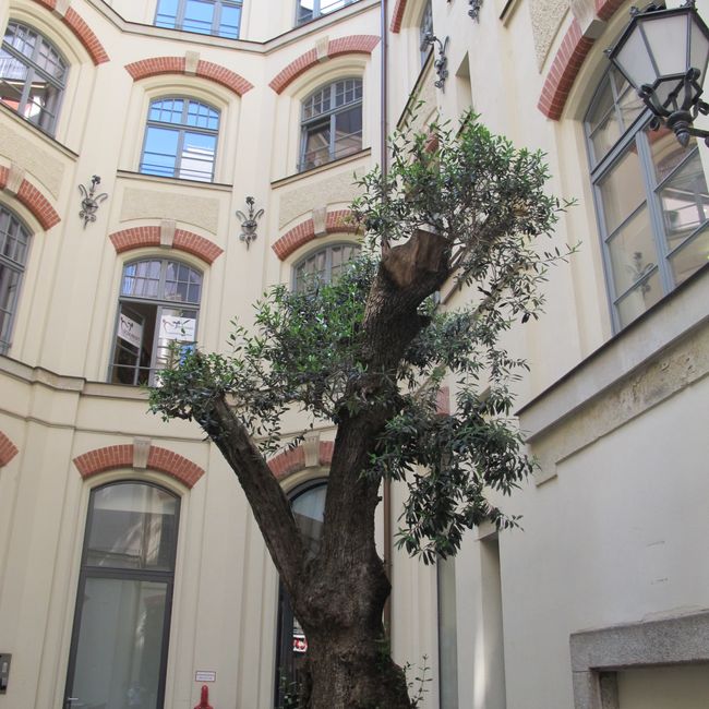 Even olive trees grow in one of the courtyards