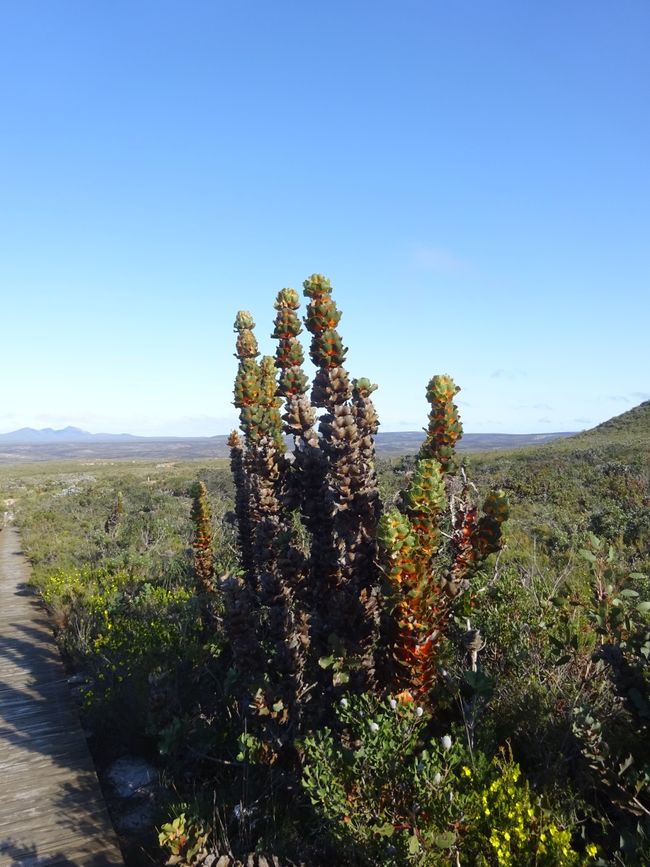 Flor en el sendero hacia la cima del Mount Barren