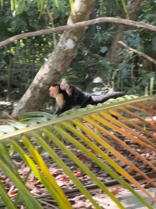 Costa Rica 🇨🇷 