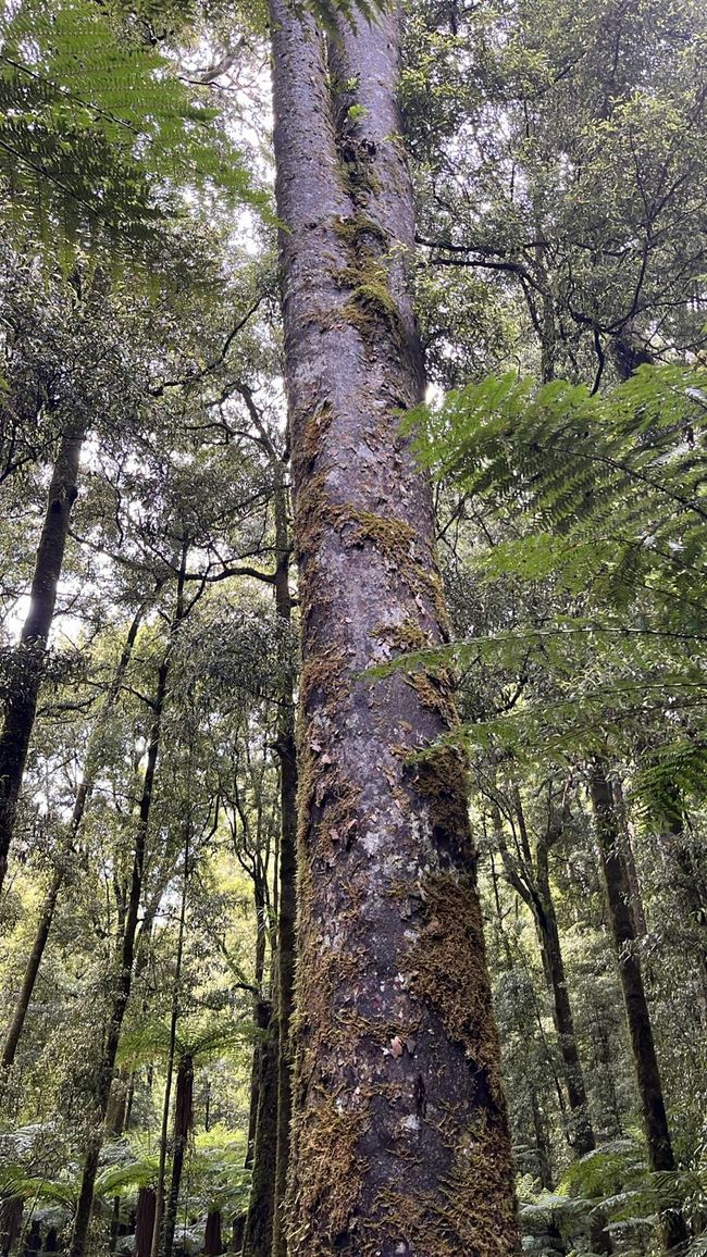 Whirinaki – Der Tag, an dem mich die Natur wieder gefunden hat