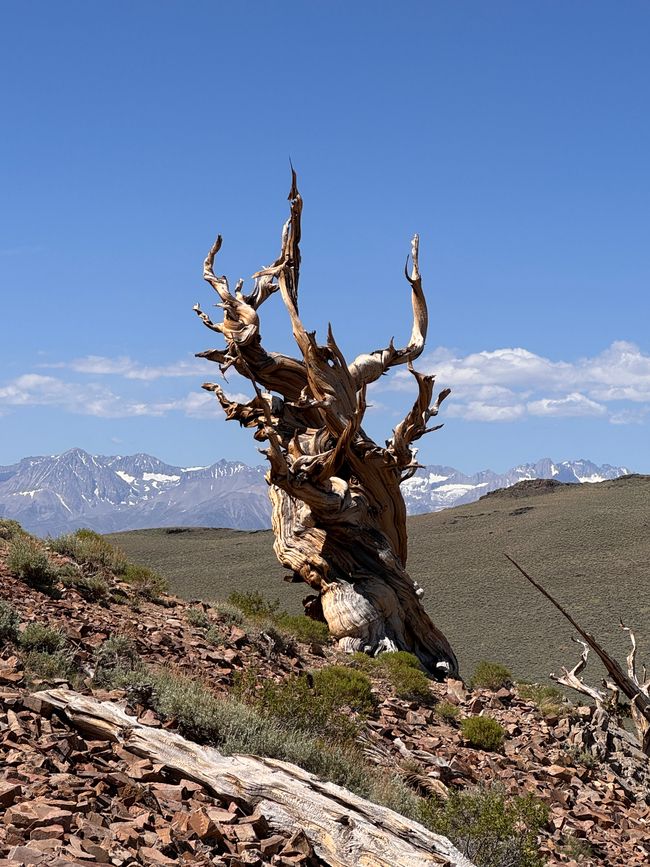 Foresta di Pino Bristlecone Antico – gli alberi più antichi del mondo