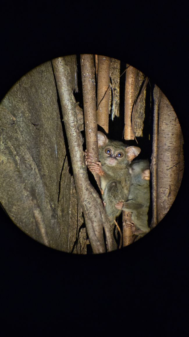 Tangkoko Nationalpark