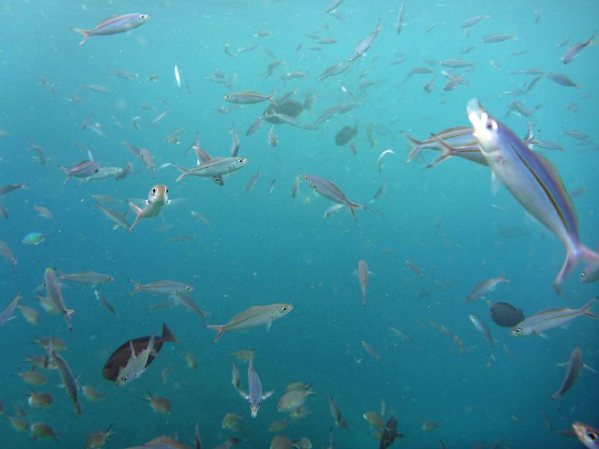 Waiag, Raja Ampat, Indonesia