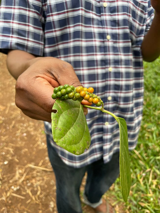 Pepper on the stalk