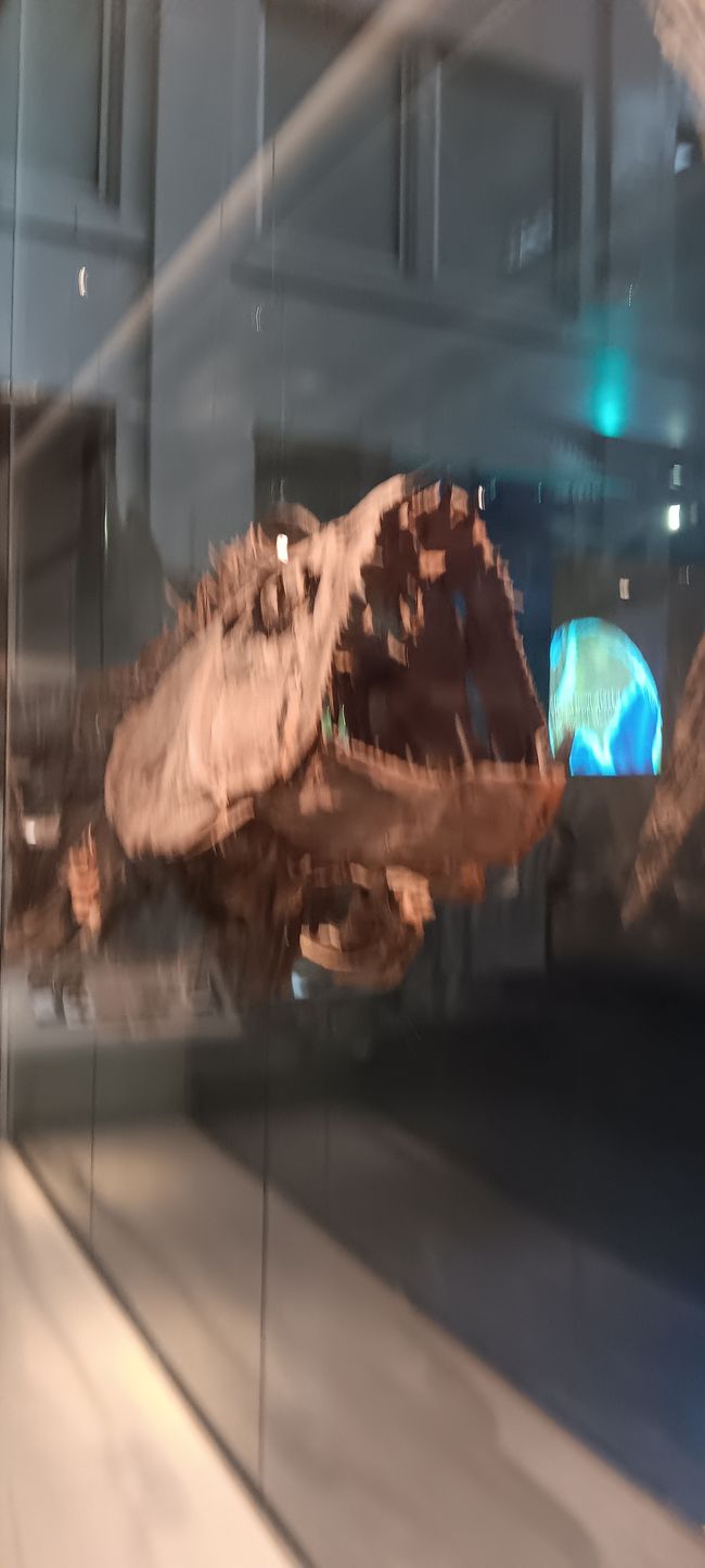 Museum of Natural History I