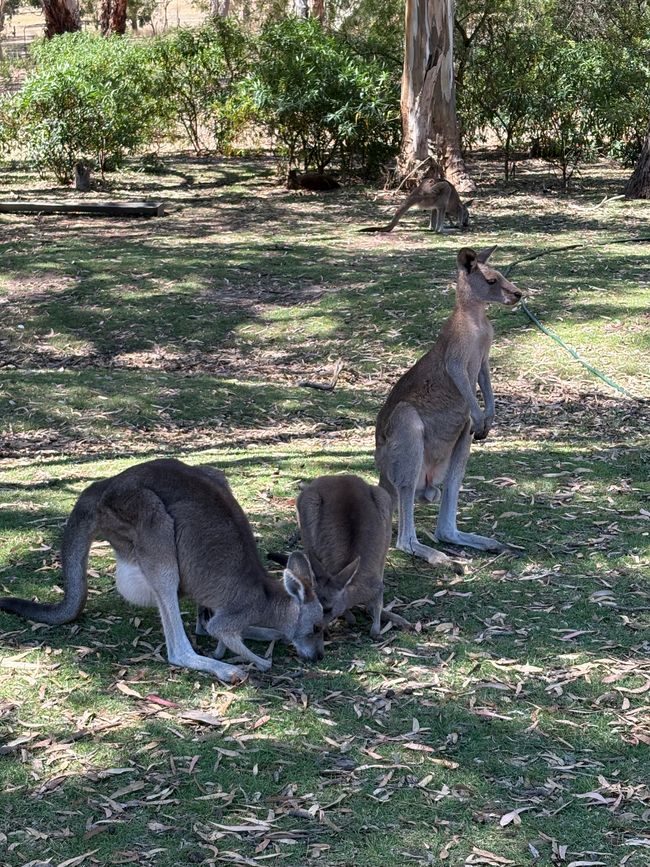 Wiedersehen in Adelaide, 11. und 12.01.25
