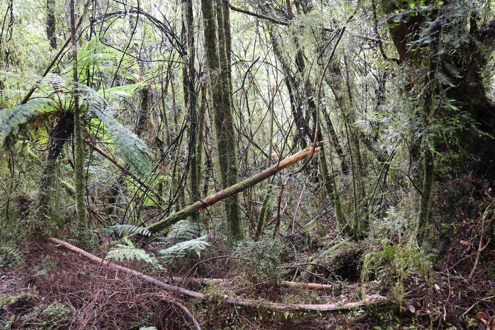 An der West Coast weiter Richtung Süden