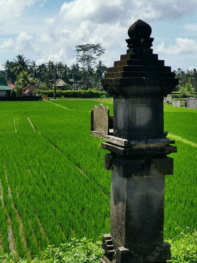 Bali - Reisfelder und Surfhotspot