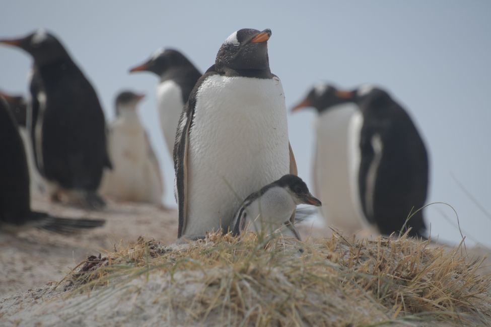 Manchots de Gentoo / Gentoo penguins