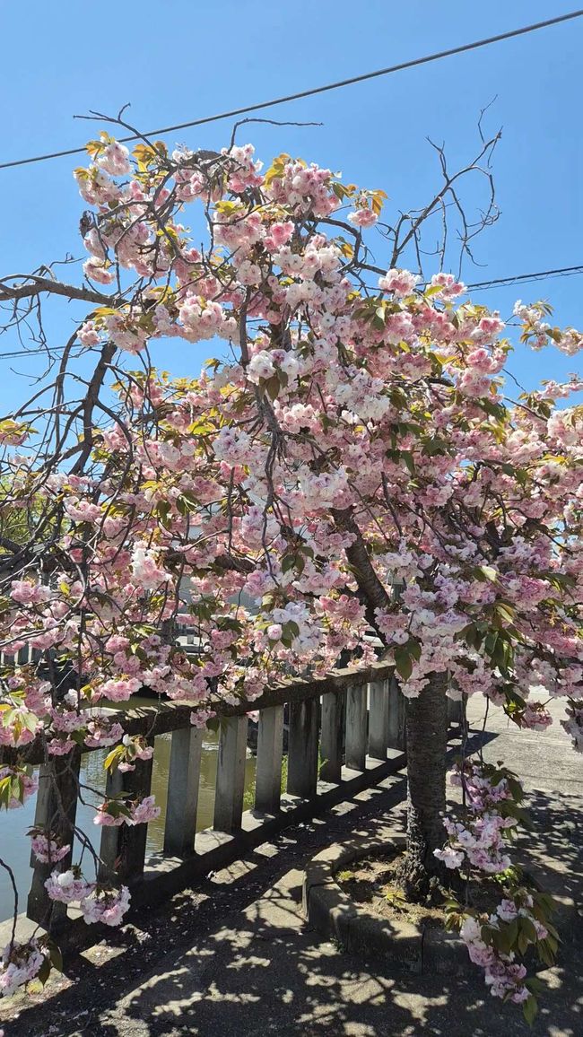 Die Kirschblüte