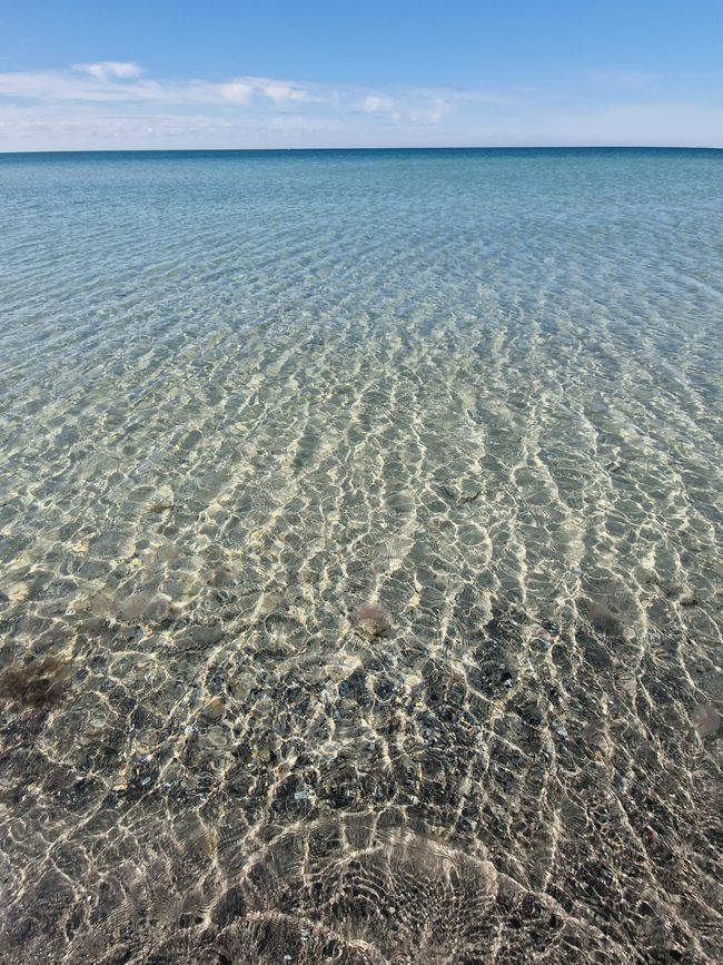 Suède 2025 - 1er jour de la péninsule de Falsterbo