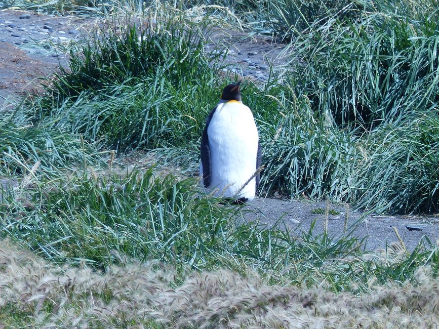 Chile, king penguins on Tierra del Fuego