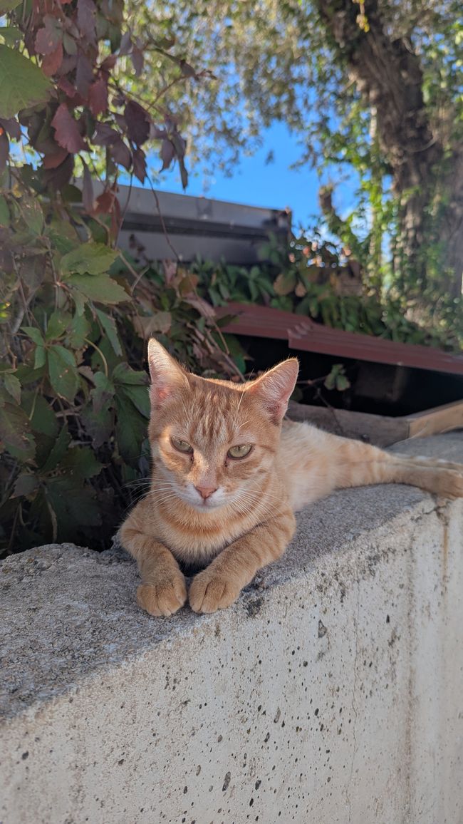 Cats of Croatia