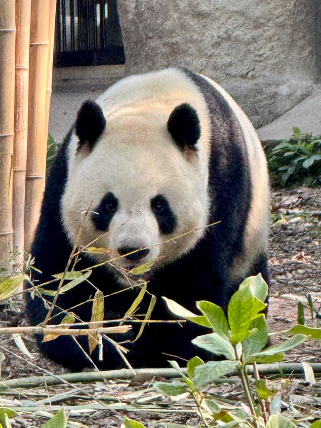 Part 2: Xi'an and Chengdu 🐼