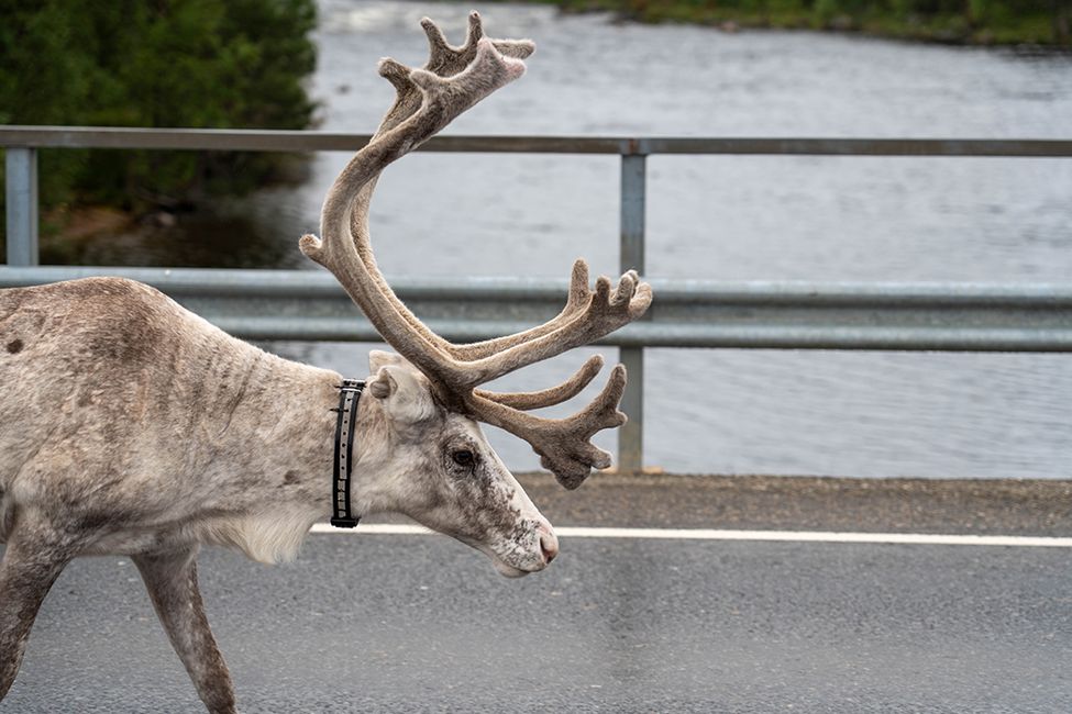 Farewell to Finland – Between Rain, Sauna, and Sámi Culture